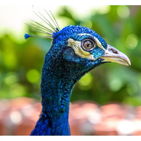 Hotel Boutique El Rancho Olivo Villamontes ภายนอก รูปภาพ